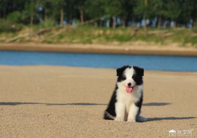 牧羊犬幼犬一个月的成长纪实与图片欣赏