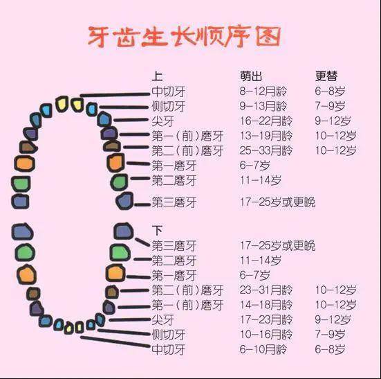 关于宝宝长牙，揭秘13个月宝宝的牙齿生长规律